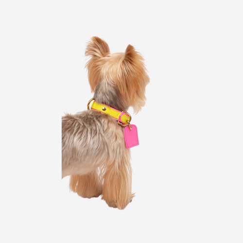 Pets Collar & Leash (Yellow)