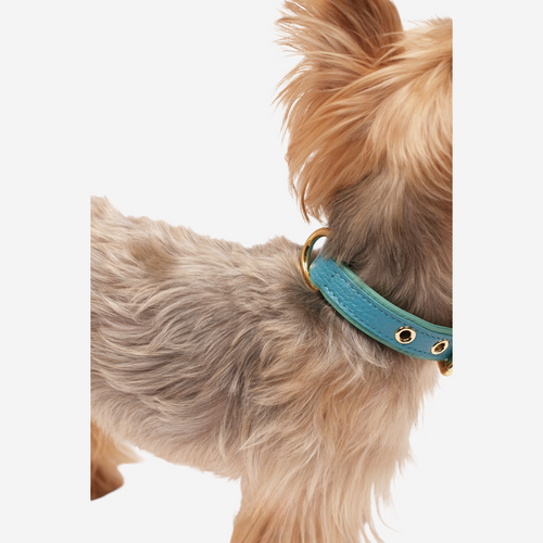 Pets Collar & Leash (Turquoise)